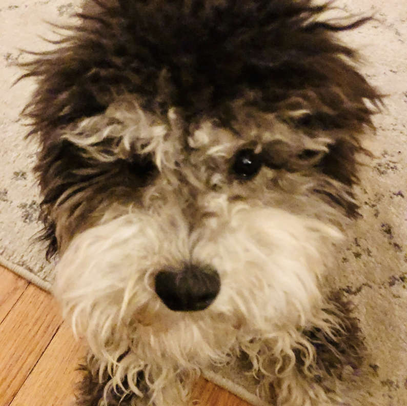 Scruffy